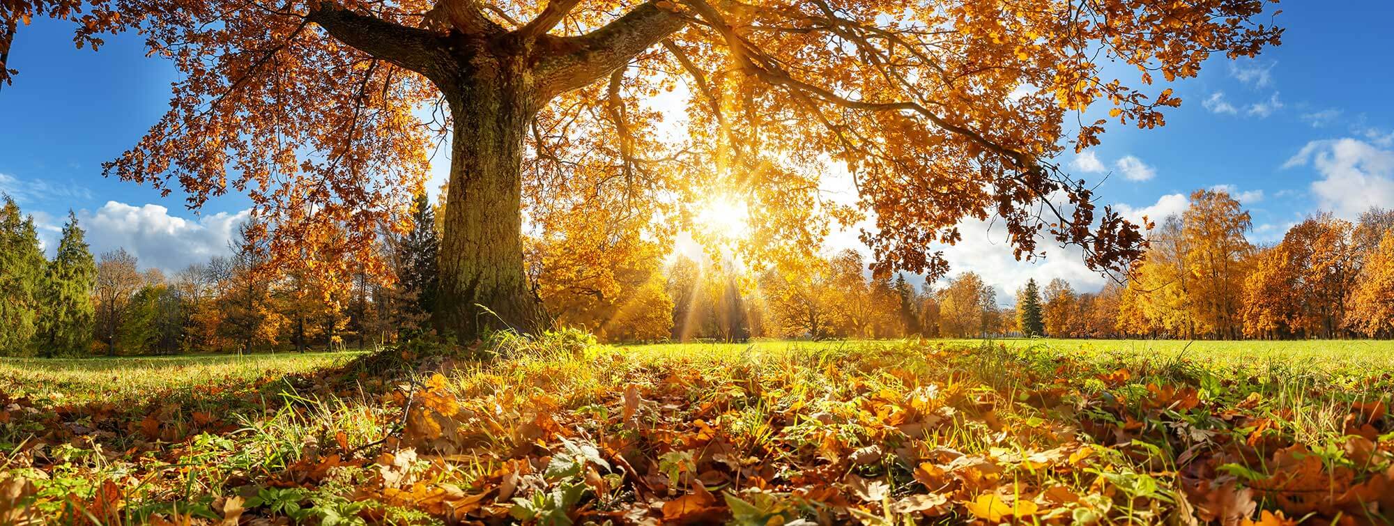 Field with fall trees and leaves